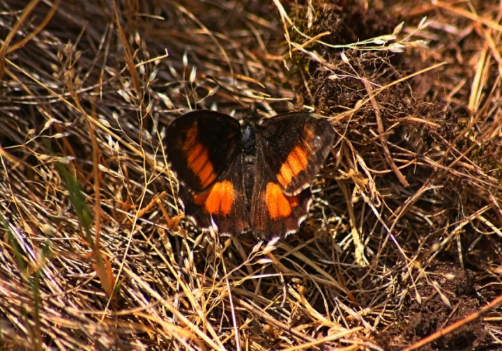 altro endemismo sardo-elbano:hipparchia neomiris